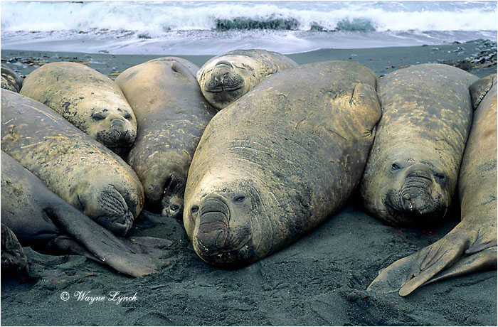 Southern Elephant Seal 103 by D.r Wayne Lynch &copy;