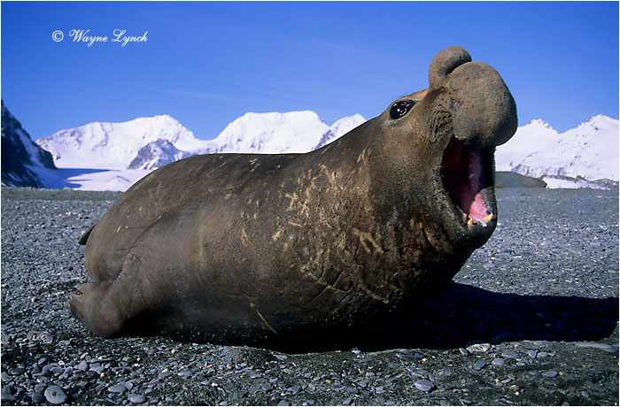 Southern Elephant Seal 103 by Dr. Wayne Lynch &copy;