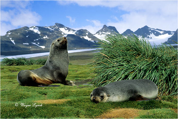 Antarctic Fur Seal 103 by Dr. Wayne Lynch ©