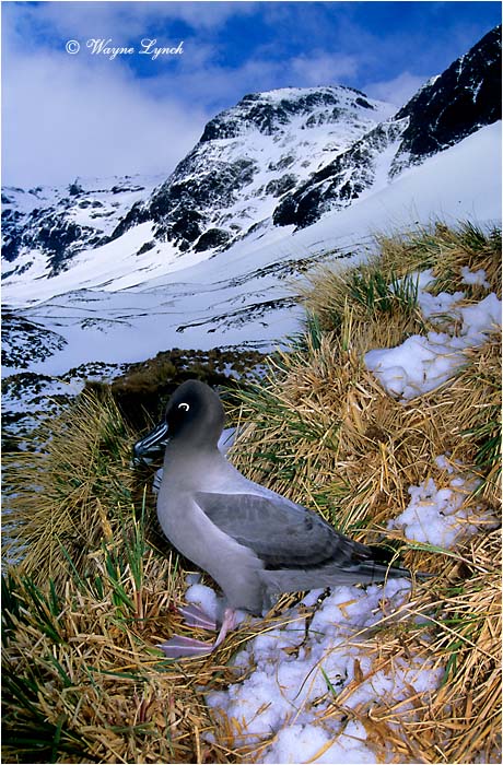 Light-mantled Sooty Albatross 101 by Dr. Wayne Lynch ©