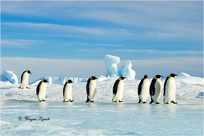 Emperor Penguin 139  by Dr. Wayne Lynch 