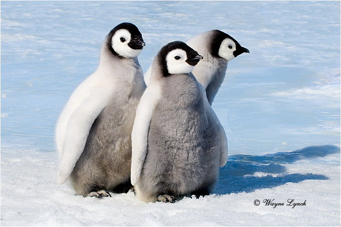 Emperor Penguin 150  by Dr. Wayne Lynch ©