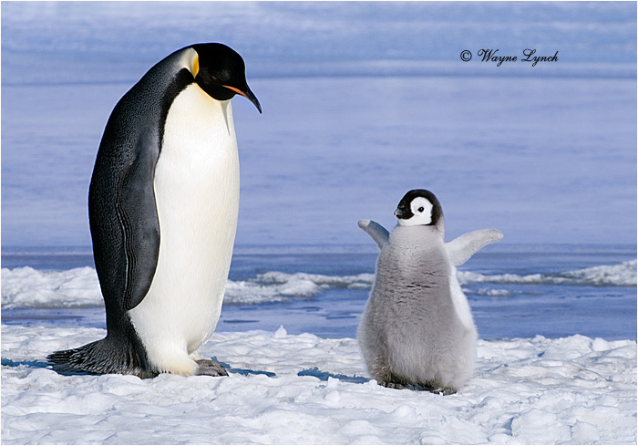 Emperor Penguin 145 by Dr. Wayne Lynch ©
