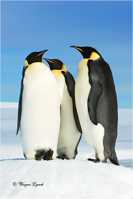 Emperor Penguin 154 by Dr. Wayne Lynch &copy;
