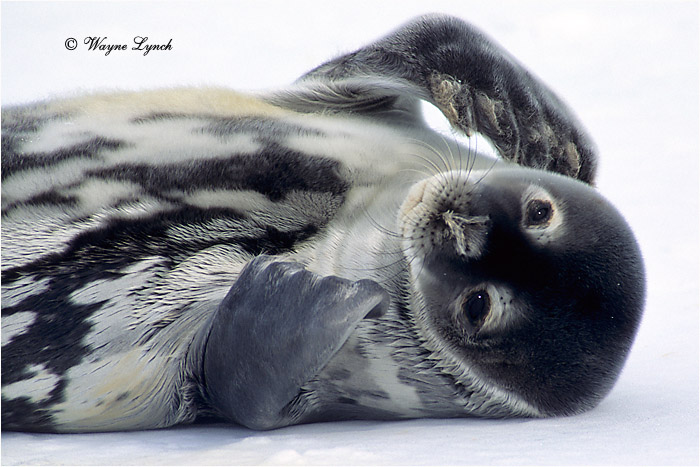 Weddell Seal Pup 101 by Dr. Wayne Lynch &copy;