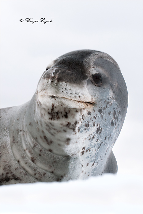 Leopard Seal 105 by Dr. Wayne Lynch &copy;