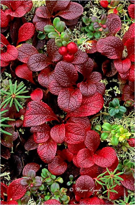 Bog Cranberry 101 by Wayne Lynch