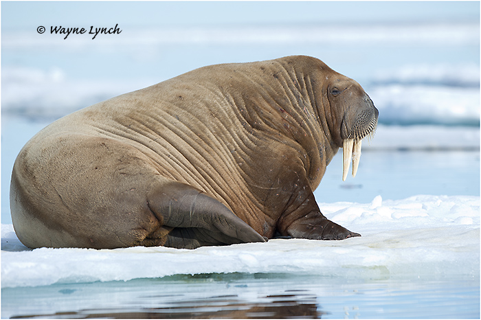 Atlantic Walrus 140 by Dr. Wayne Lynch ©