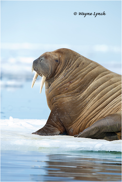 Atlantic Walrus 141 by Dr. Wayne Lynch &copy;