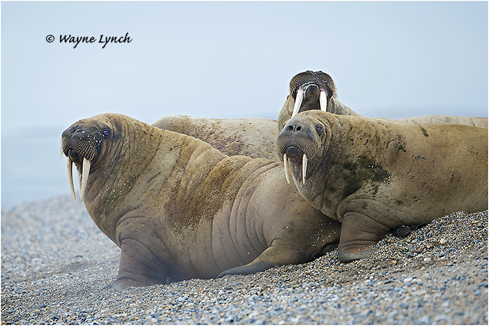 Atlantic Walruses 151 by Dr. Wayne Lynch &copy;