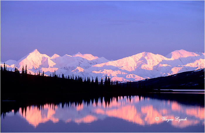 Denali National Park 101 by Wayne Lynch &copy;