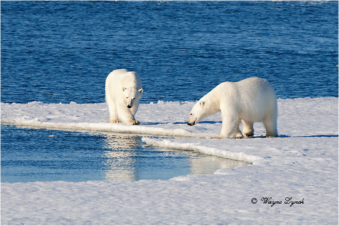 Polar Bears interacting 118 by Dr. Wayne Lynch ©