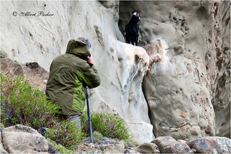 Andean Condor Patagonia 2012 