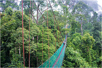 Canopy Walkway, Danum Rainforest, Borneo, 2014 by Dr. Wayne Lynch ©