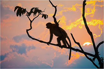 Proboscis Monkey, Borneo, 2014 by Dr. Wayne Lynch ©