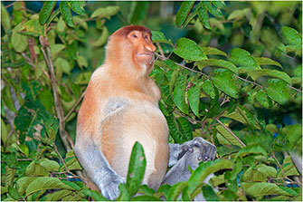 Proboscis Monkey, Borneo, 2014 by Dr. Wayne Lynch ©