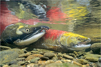 Spawning Sockeye Salmon, Adams River, BC, 2014 by Dr. Wayne Lynch ©