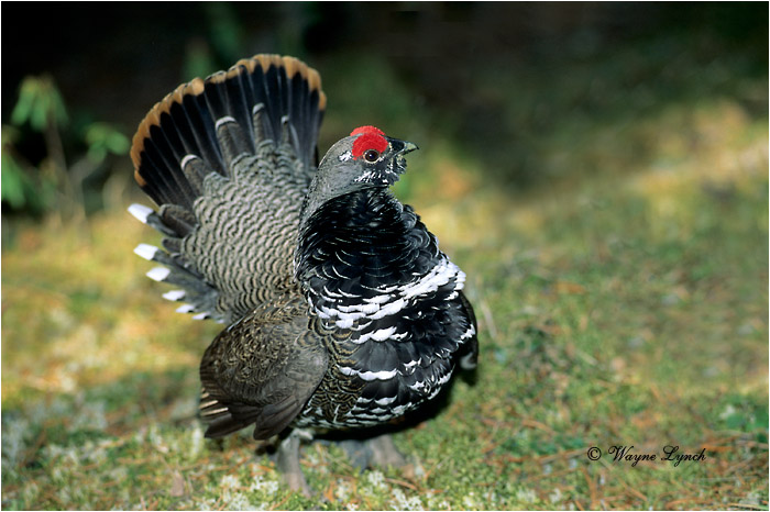 Spruce Grouse 104 by Wayne Lynch &copy;