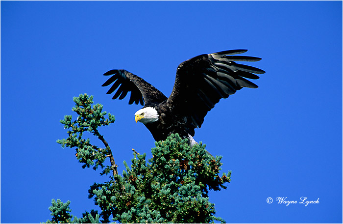 Bald Eagle 102 by Wayne Lynch &copy;