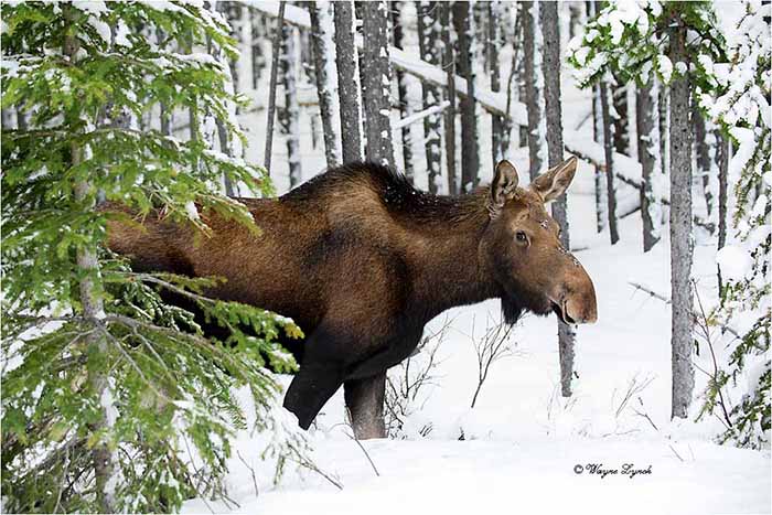Cow Moose 114 by Dr. Wayne Lynch &copy;