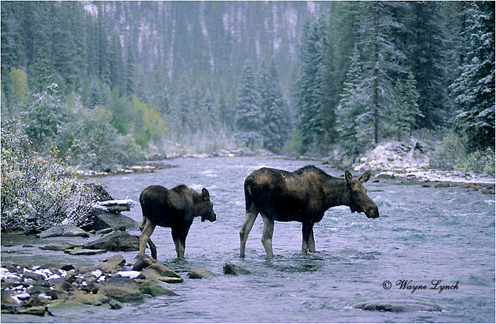 Moose 105  by Wayne Lynch &copy;
