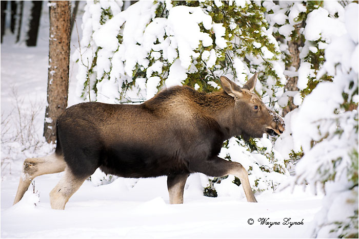 7 Month Old Moose Calf by Dr. Wayne Lynch &copy;