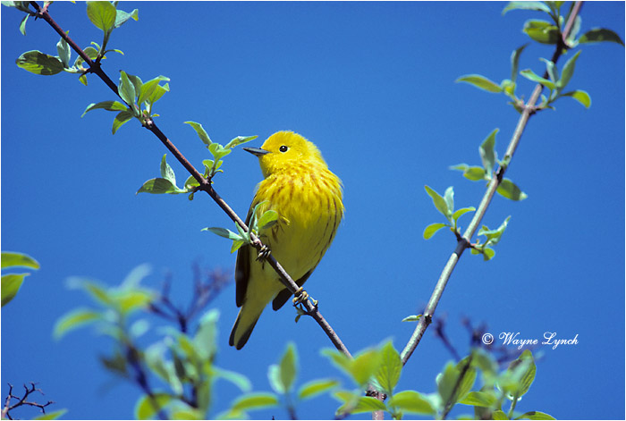 Yellow Warbler 101 by Wayne Lynch &copy;