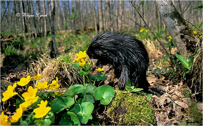 North American Porcupine 110 by Wayne Lynch &copy;