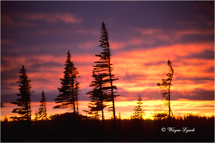 Boreal Forest 103 by Wayne Lynch &copy;