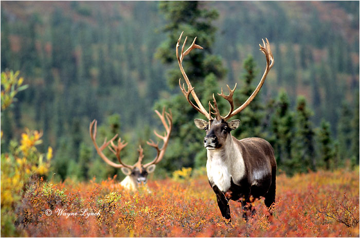 Caribou 104 by Wayne Lynch &copy;