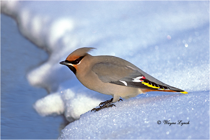 Bohemian Waxwing 101 by Wayne Lynch &copy;