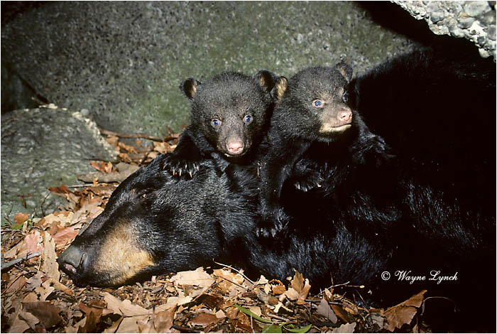 Black Bear 111 by Wayne Lynch &copy;