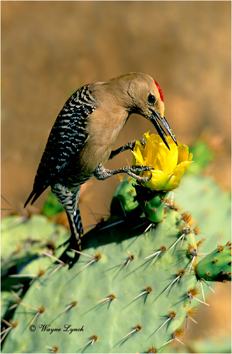 Gila Woodpecker 101 by Wayne Lynch &copy;