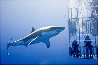 Cage Diving, Isla Guadalupe, Mexico 2011
