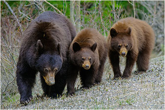 Black Bear Family Outing Alberta 2018 by Dr. Wayne Lynch ©