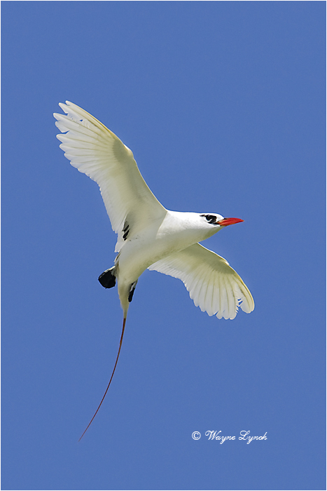 Red-tailed Tropic Bird 108 by Dr. Wayne Lynch ©