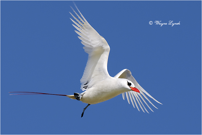 Red-tailed Tropic Bird 107 by Dr. Wayne Lynch ©