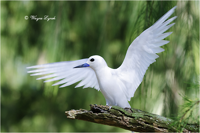 White Tern 109 by Dr. Wayne Lynch &copy;
