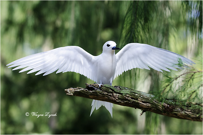 White Tern 110 by Dr. Wayne Lynch ©