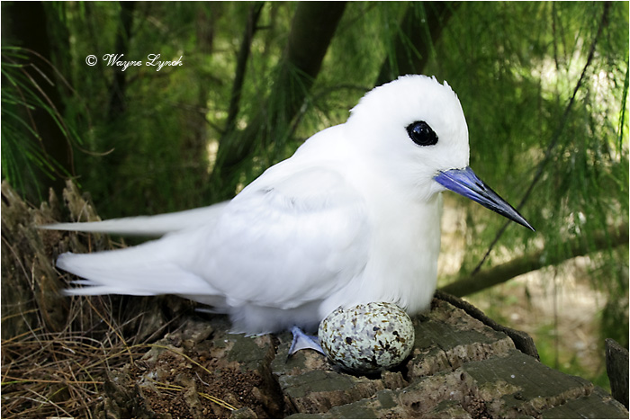 White Tern Incubating 105 by Dr. Wayne Lynch ©