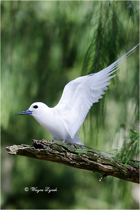 White Tern 108 by Dr. Wayne Lynch &copy;