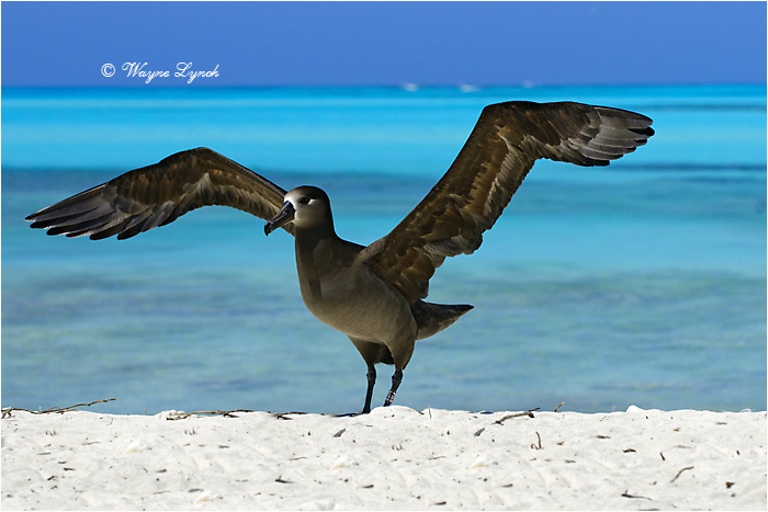 Black-footed Albatross 101 by Dr. Wayne Lynch &copy;