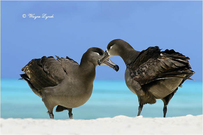 Black-footed Albatross 102 by Dr. Wayne Lynch &copy;