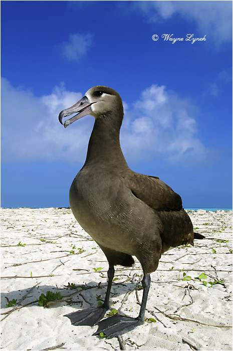Black-footed Albatross 110 by Dr. Wayne Lynch &copy;