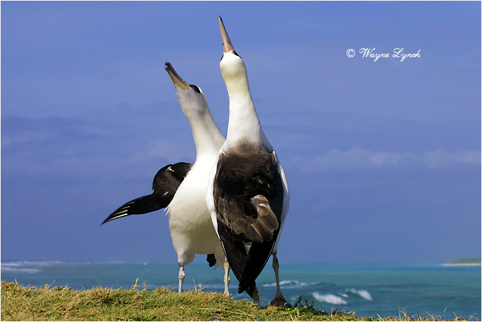 Laysan Albatross 103 by Dr. Wayne Lynch ©