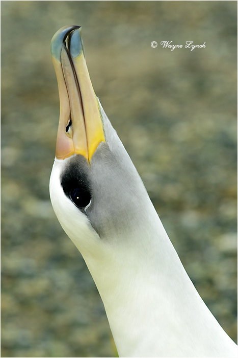 Laysan Albatross 107 by Dr. Wayne Lynch &copy;
