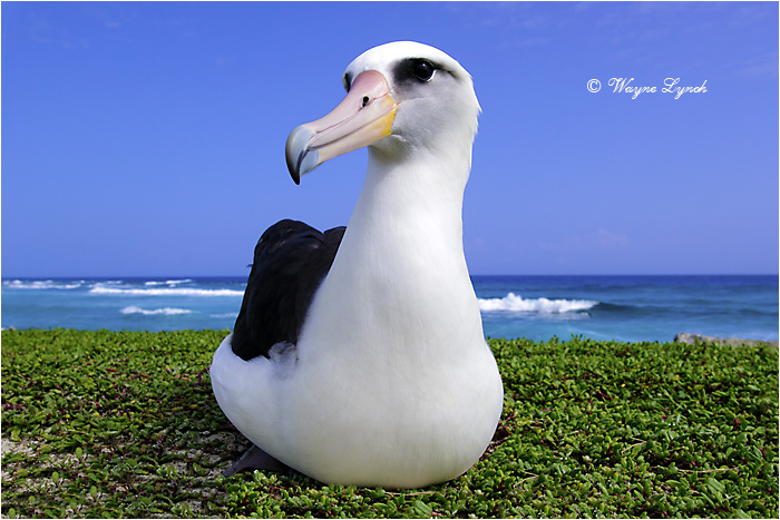 Laysan Albatross 106 by Dr. Wayne Lynch ©