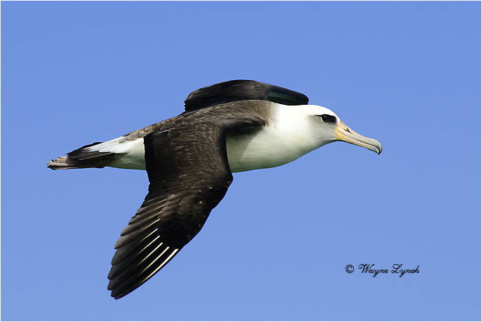 Laysan Albatross 115 by Dr. Wayne Lynch &copy;