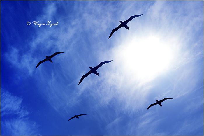 Laysan Albatross 117 by Dr. Wayne Lynch &copy;