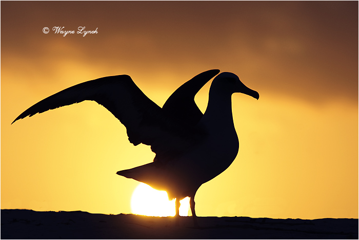Laysan Albatross 111 by Dr. Wayne Lynch ©